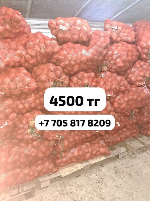 Продам корофель Марков свёкла капуста