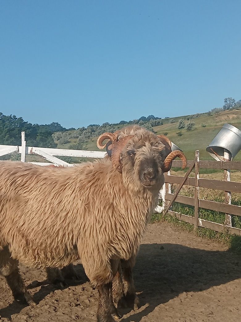 Berbecii bucălai