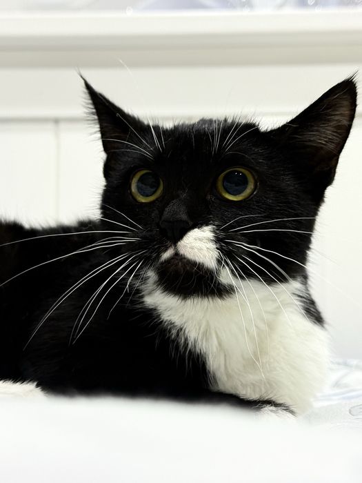 Ласковая кошка