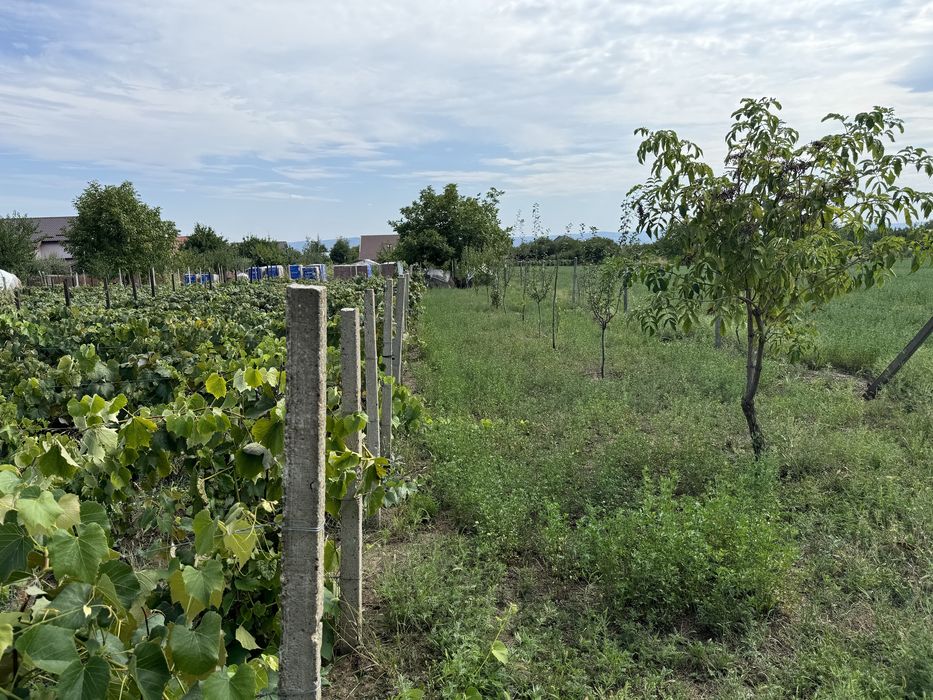 Teren IntraVilan Pretabil Pentru Casa Strada Musatini Aroneanu Iasi
