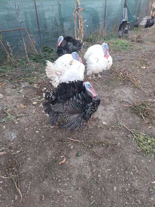 Curcani si curci de carne