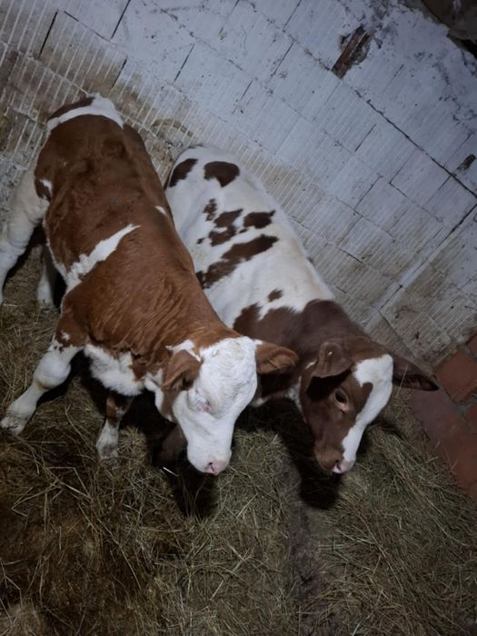 Vand vitei intarcati