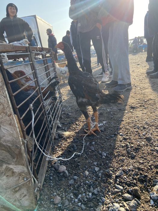 золотой джуже обмен на туляка