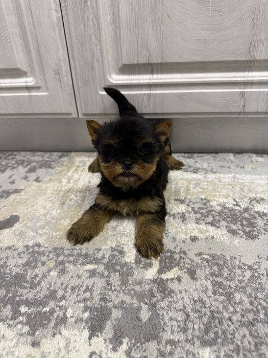 Căței Yorkshire Terrier