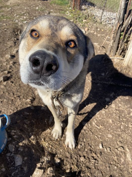 Понарявам . Вълчак и немска овчарка.