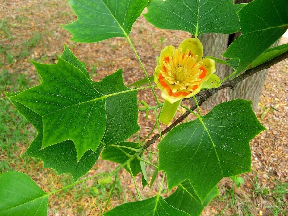 Arbore de lalea- Liriodendron