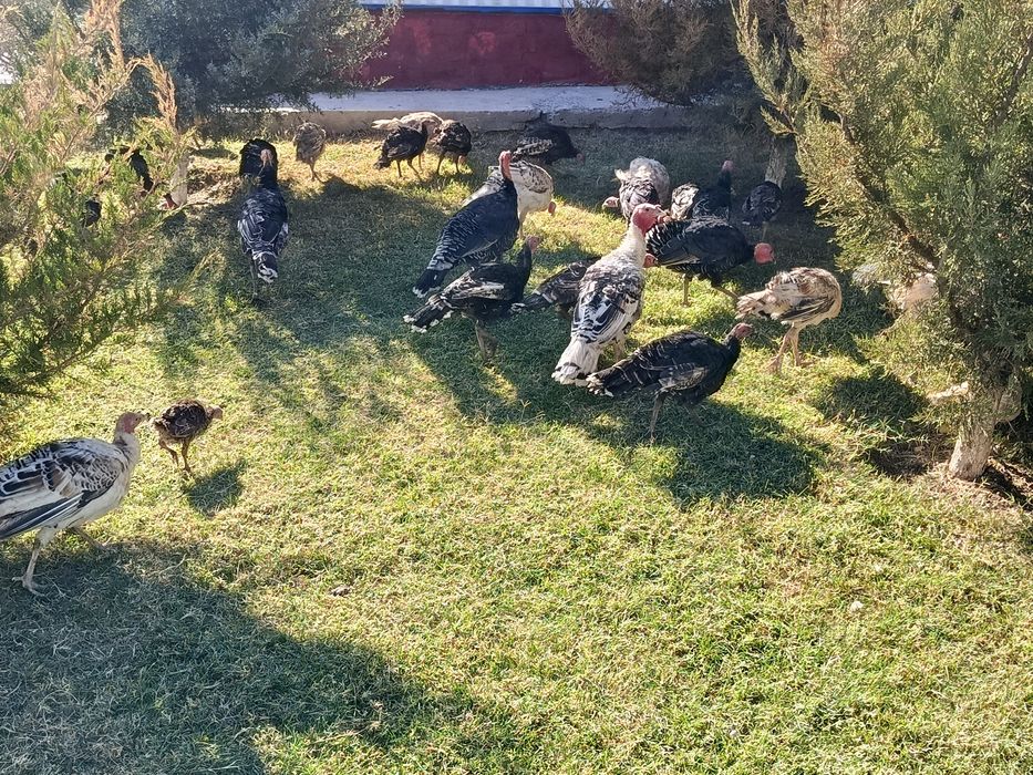 Kurka sotiladi 5 oylik