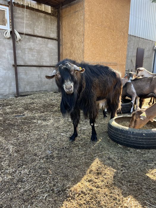 Теке (козел) сатылады