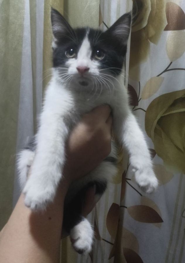 Отдам котёнка девочку