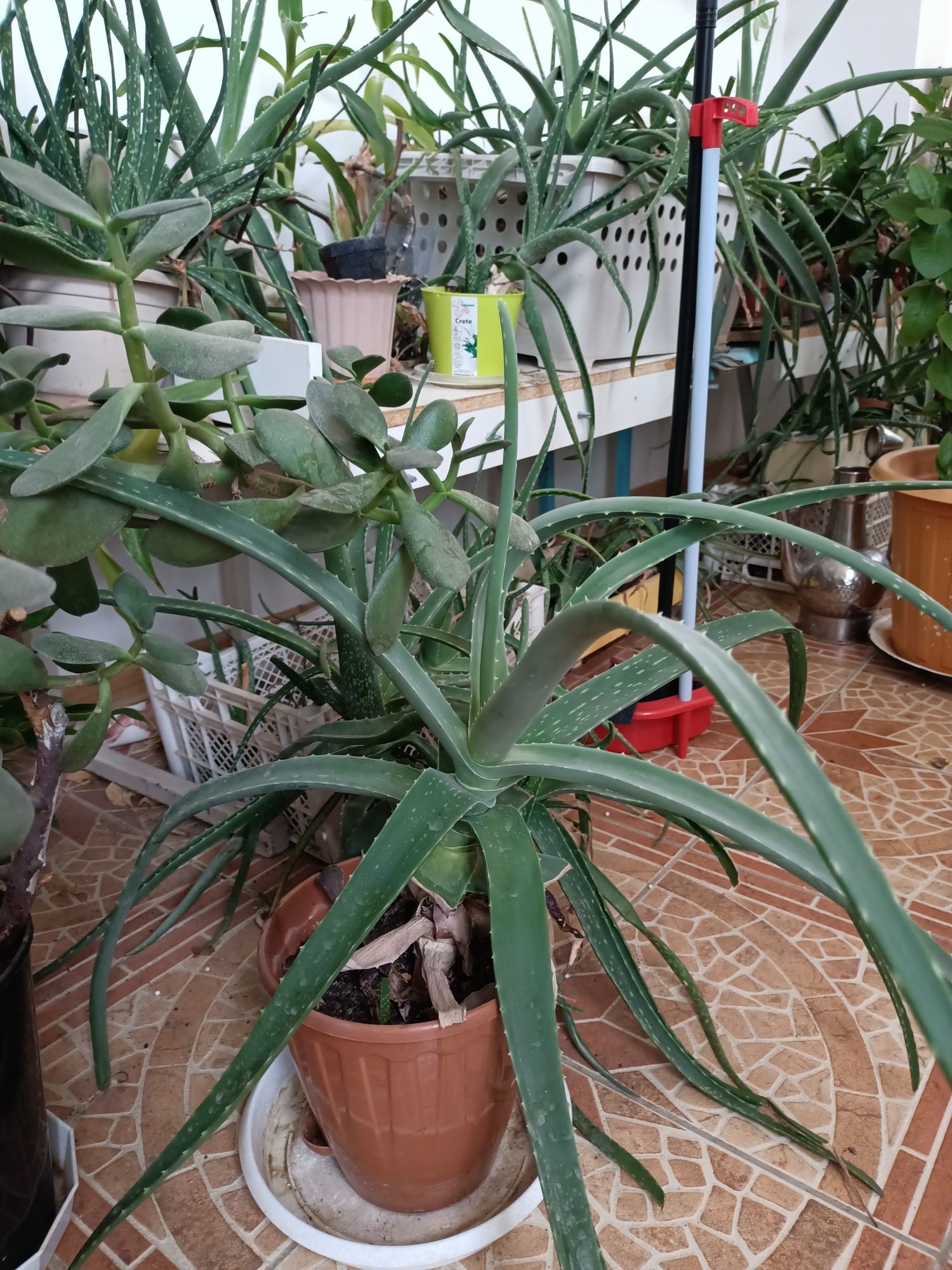 Продается алое и золотой ус