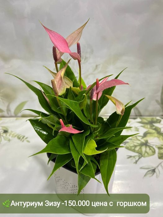 Антуриумы разных сортов