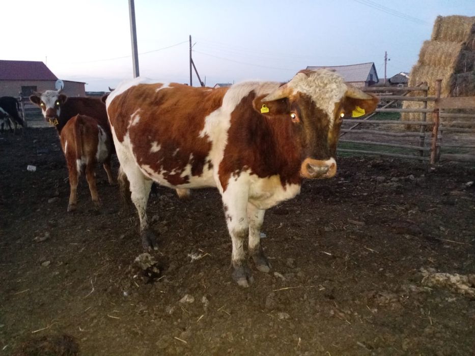 Продам бычкааааа