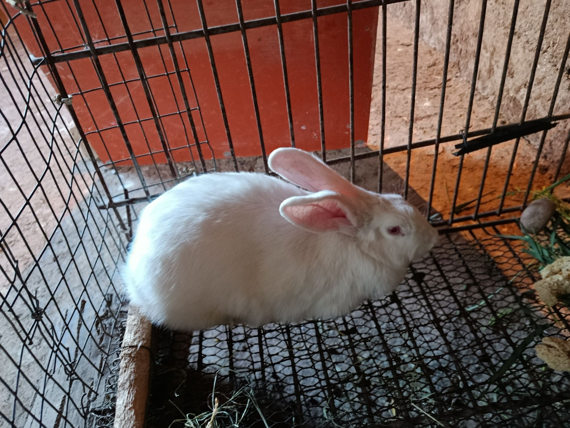 Zotli quyonla sotiladi