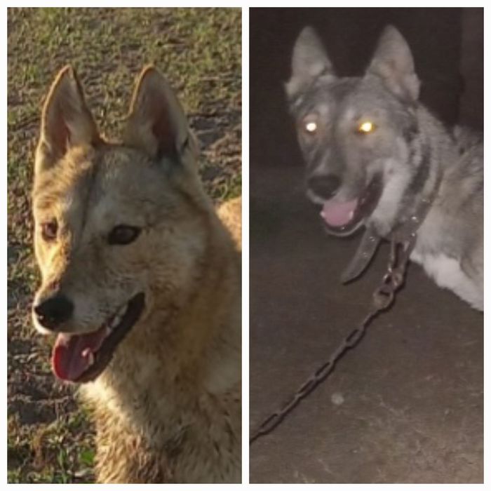 Западносибирская лайка щенки от рабочих собак