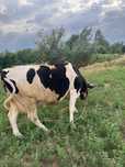 Vacă de vânzare în comuna Visina, județul Olt