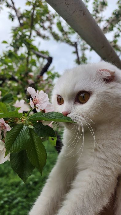 Котята продаю вислоухие британские