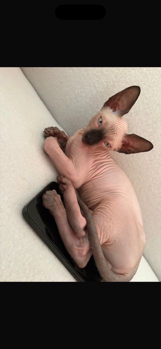 Pisica sphynx baietel