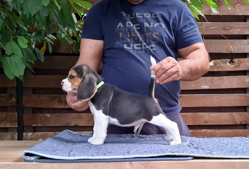 Mascul Beagle tricolor