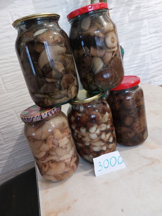 Продам грибы этого года