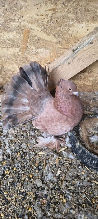 Vând porumbei voltați indieni