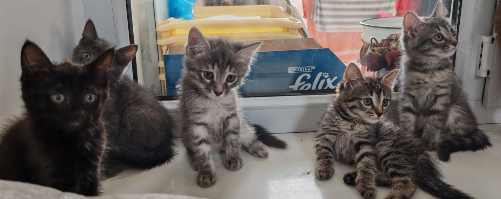 Котята в добрые руки