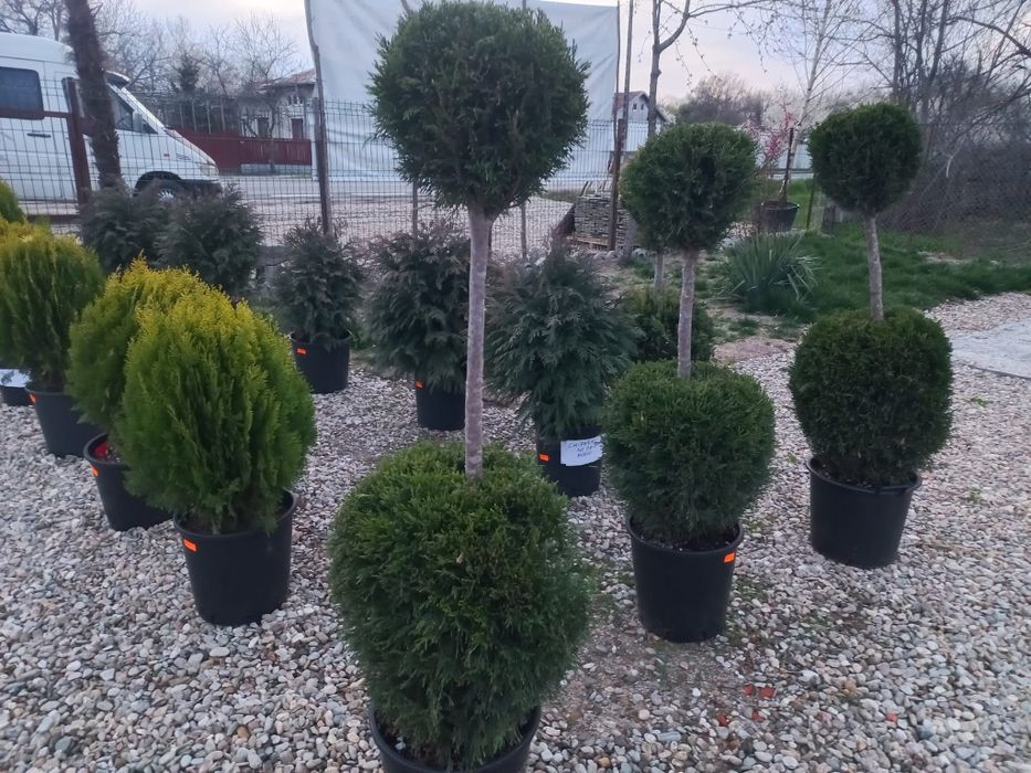 Vând plante ornamentale