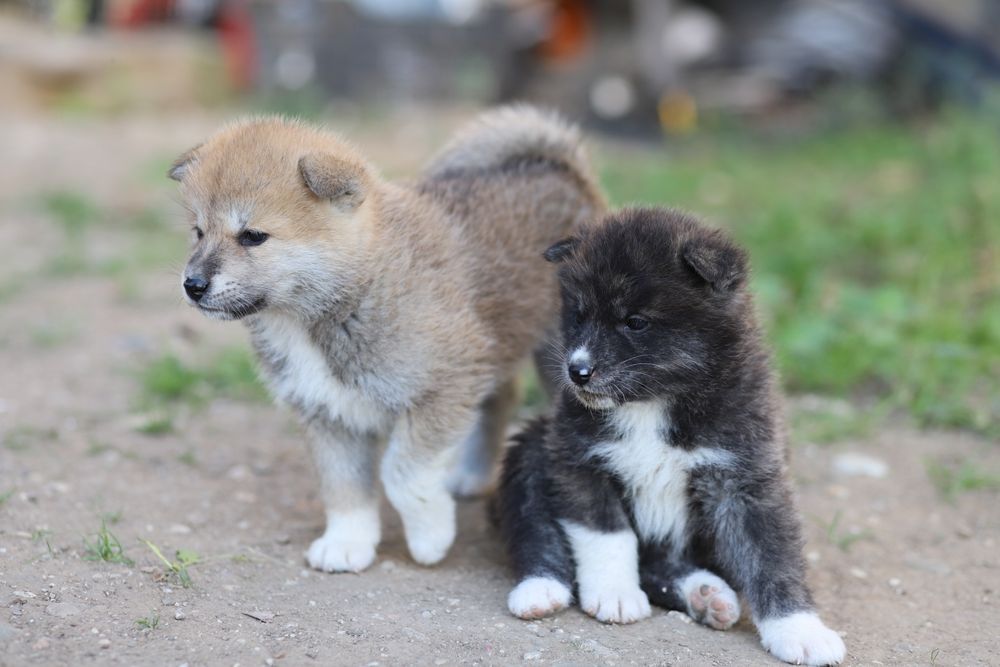 Akita Inu roscat si brindle (tigrat)
