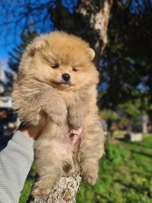 Померан померан.