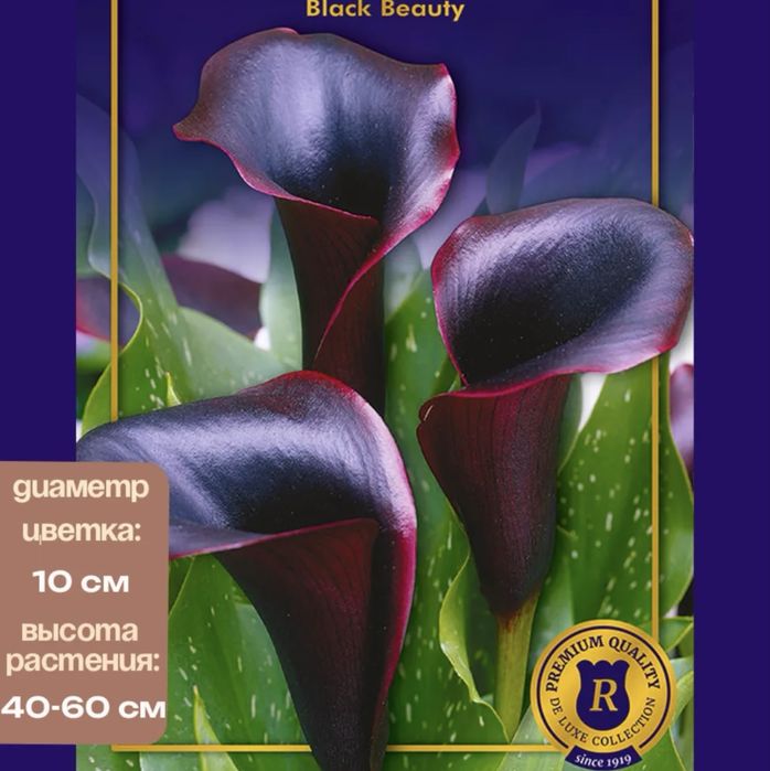 Продам саженцы каллы  голандской.