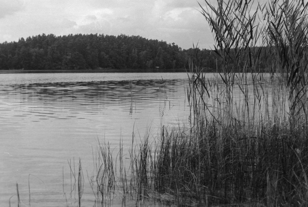 Kodak T-Max 100 - With Sample Pictures