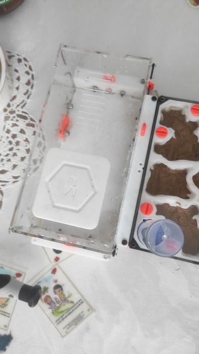 Муравьиная ферма