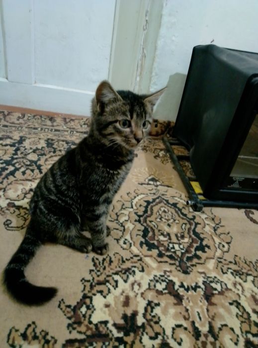 Катйонка очень красивая и игривая