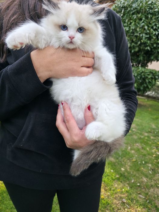 РАГДОЛ/РЕГДОЛ/REGDOL На три месеца женски и мъжки с родословие