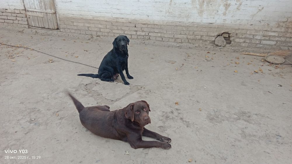 Лабрадор-ретривер