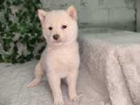 Vand baietel Shiba inu
