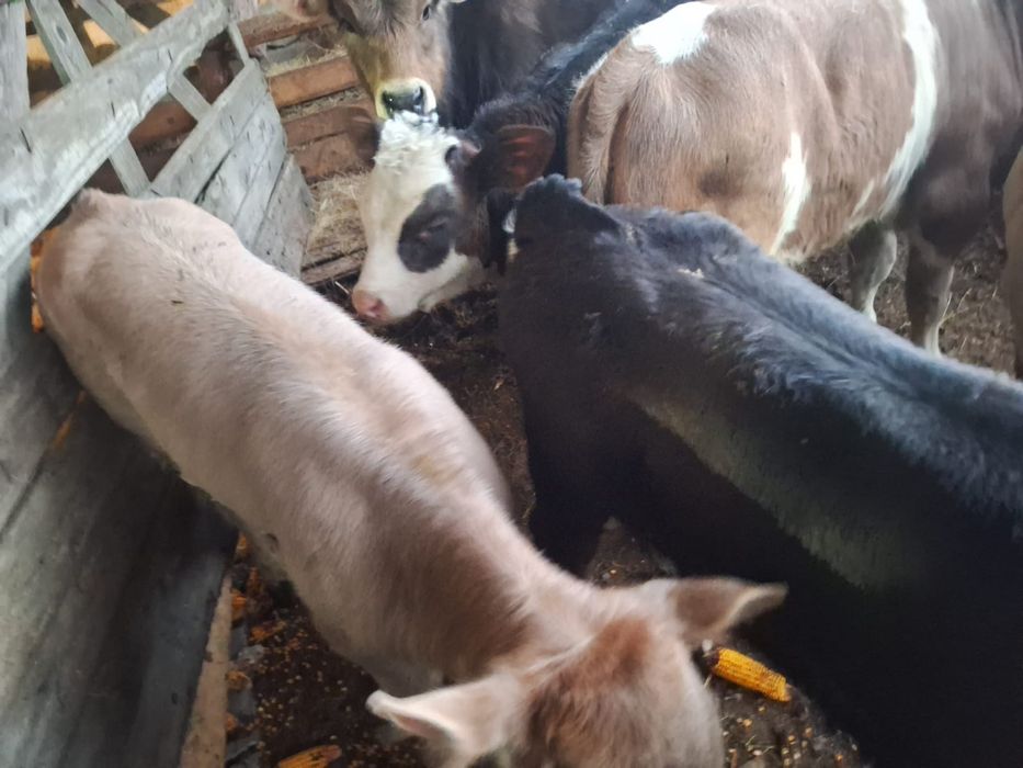 Vand vitei și vitele