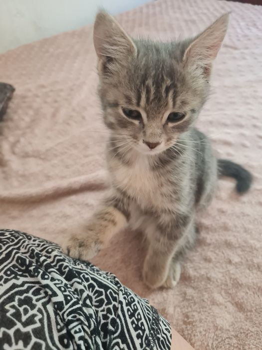 Отдам котёнка 3 месяца