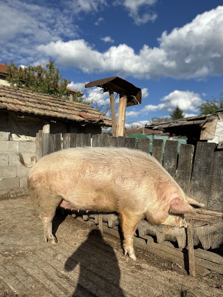 Продавам малки прасенца