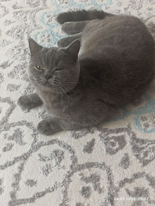 Продам британскую кошку