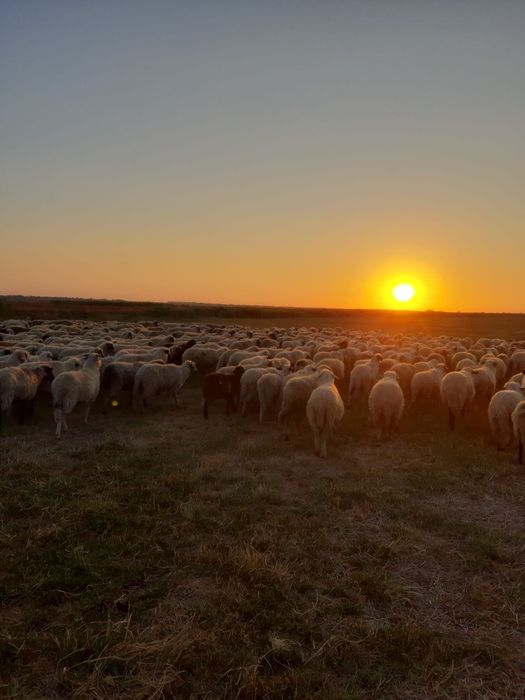 Oi și miei de vânzare
