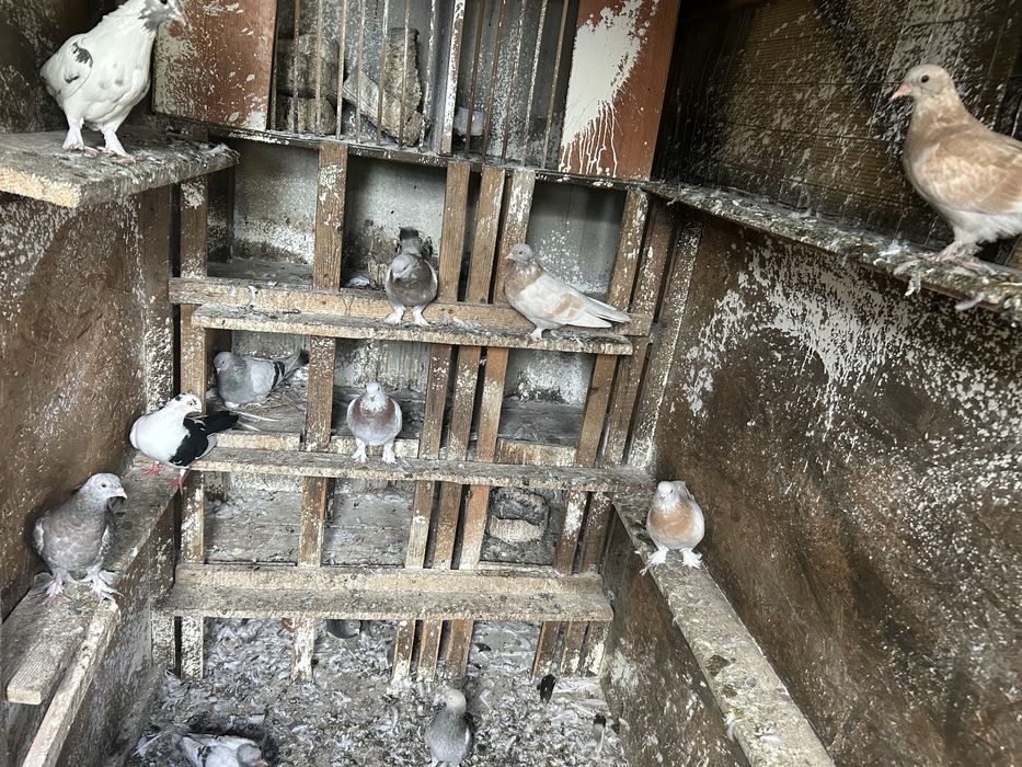 Porumbei takla culori variate