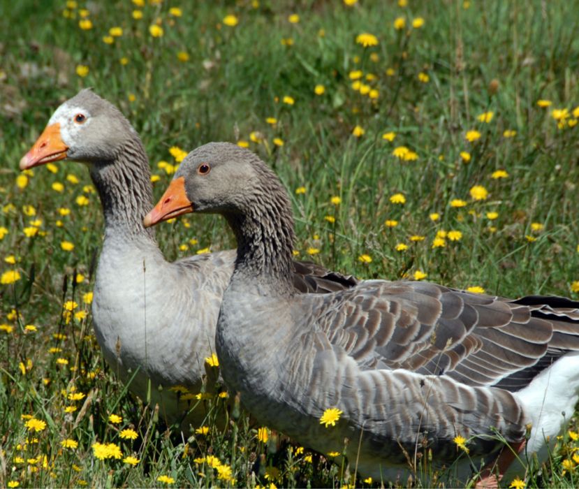 Gâște și rațe de vânzare
