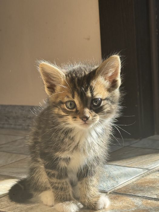 Отдам котят в добрые руки