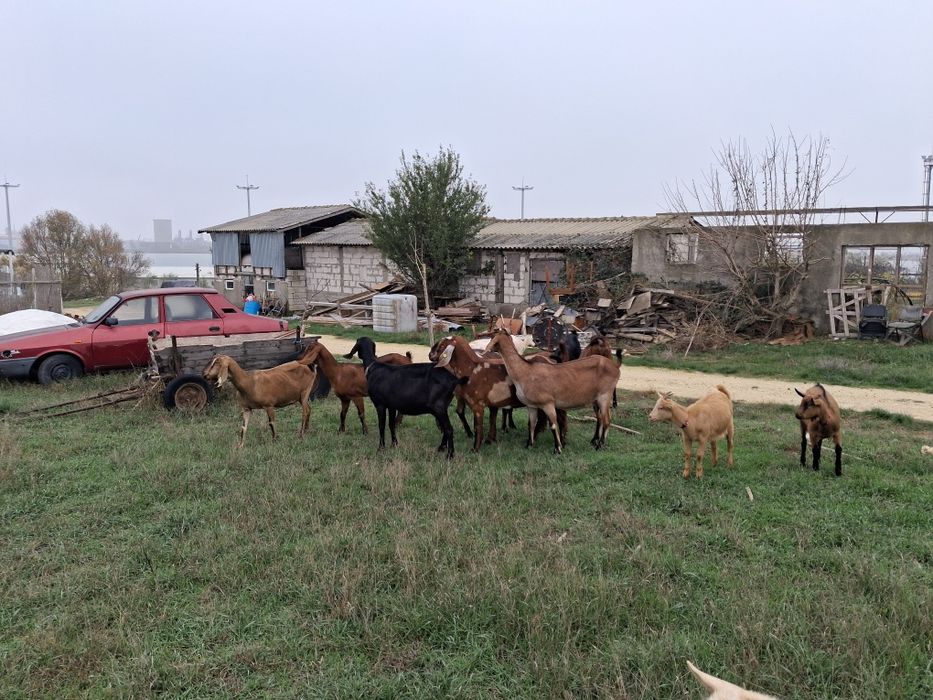 Vand capre Anglonubiene