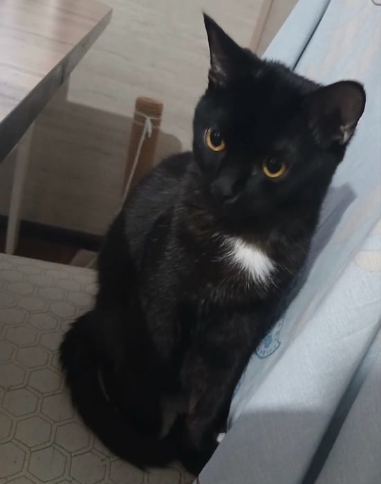 Кот (котенок, кошка) в добрые руки