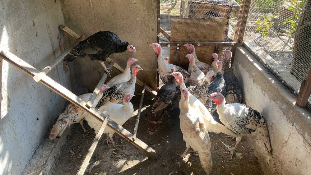 Пуйки,Пуяци.Много добре гледани!