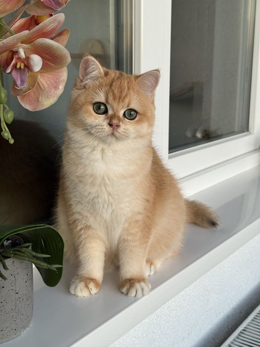 British shorthair golden