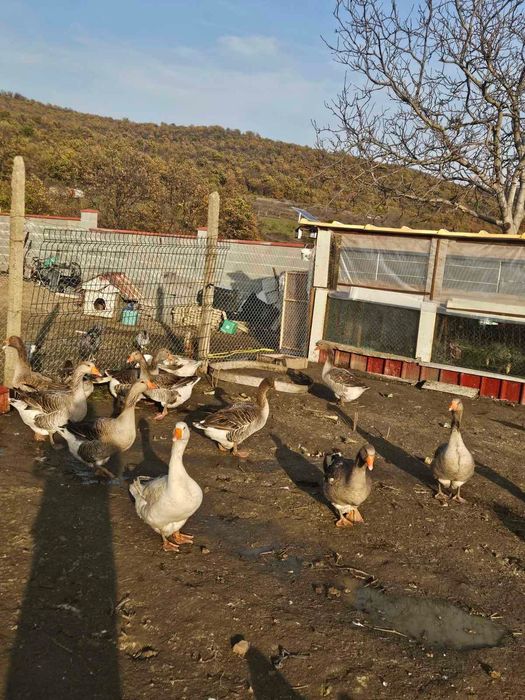 Продавам гъски  и патки