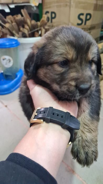 Donez trei cățelușe