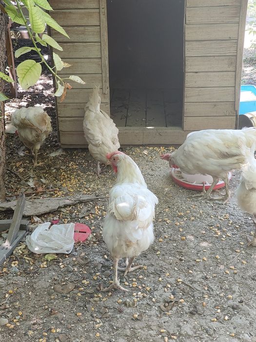 Домашные белые несушки